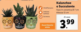 Lidl Kalanchoe o Succulente offerta