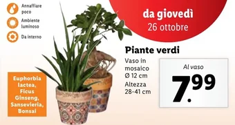 Lidl Piante verdi offerta