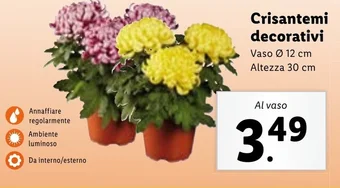 Lidl Crisantemi decorativi offerta