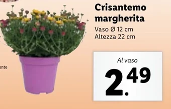 Lidl Crisantemo margherita offerta
