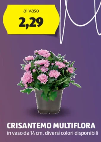 ALDI CRISANTEMO MULTIFLORA offerta