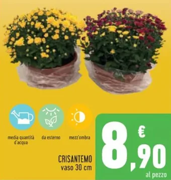 Conad CRISANTEMO vaso 30 cm offerta