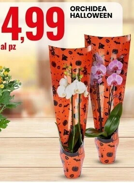 Eurospin Orchidea halloween offerta