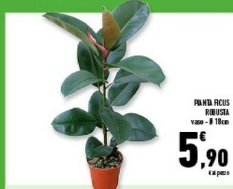 Conad Superstore Pianta Ficus Robusta offerta