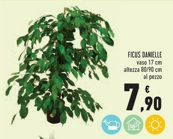 Conad Ficus Danielle offerta