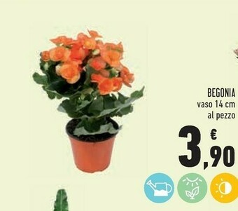 Begonia