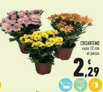 Conad Crisantemo offerta