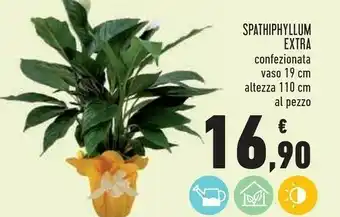 Conad Spathiphyllum Extra Confezionata Vaso 19 Cm offerta