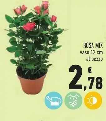 Conad Superstore Rosa Mix Vaso 12 Cm offerta