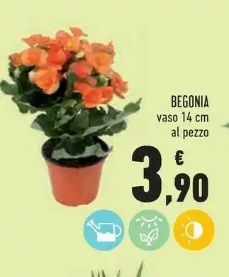 Conad Superstore Begonia Vaso 14 Cm offerta