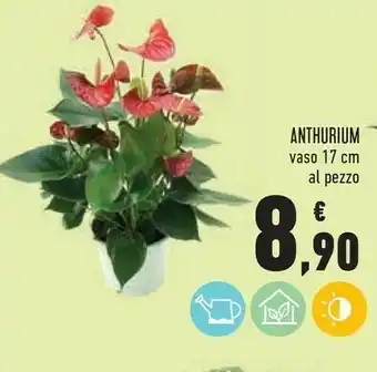 Conad Superstore Anthurium Vaso 17 Cm offerta