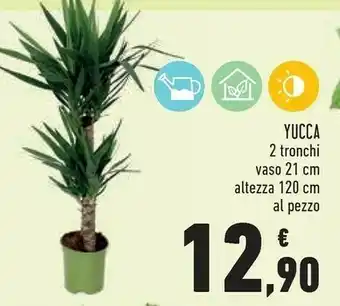 Conad Superstore Yucca 2 Tronchi Vaso 21 Cm Altezza 120 Cm offerta