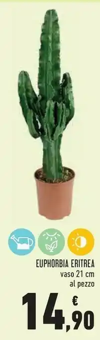 Conad Superstore Euphorbia Eritrea Vaso 21 Cm offerta