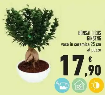 Conad Superstore Bonsai Ficus Ginseng Vaso In Ceramica 25 Cm offerta