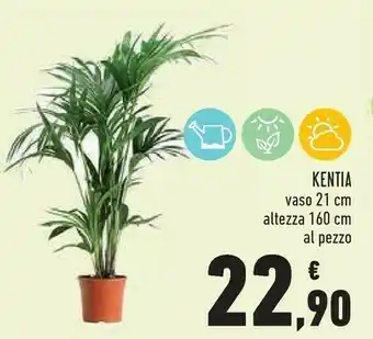 Kentia