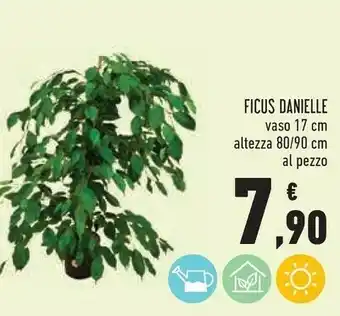 Ficus Danielle