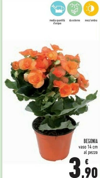Begonia