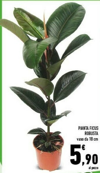 Conad Pianta Ficus Robusta offerta