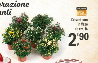 Supermercati Dok Crisantemo in Vaso da cm. 14 offerta