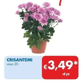 MD Discount CRISANTEMI vaso 20 offerta