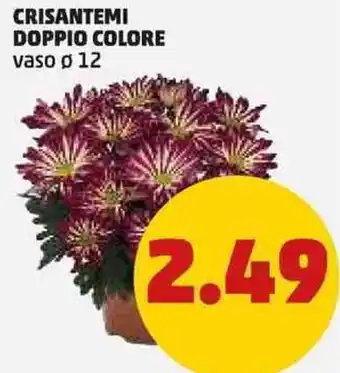 PENNY CRISANTEMI DOPPIO COLORE vaso ø 12 offerta