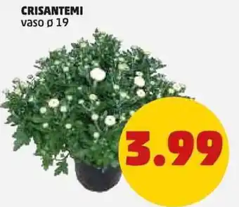 PENNY CRISANTEMI vaso ø 19 offerta