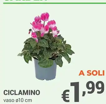 Ciclamino