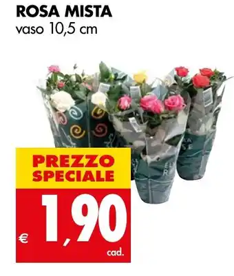 Tigros ROSA MISTA vaso 10,5 cm offerta