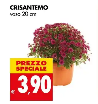 Tigros CRISANTEMO vaso 20 cm offerta