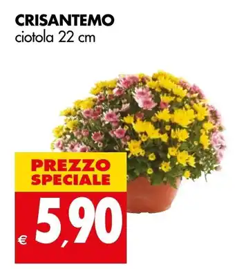 CRISANTEMO ciotola 22 cm