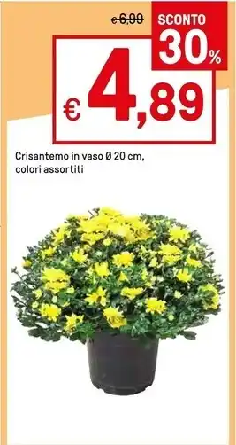 Iper La Grande Crisantemo in vaso offerta