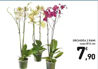 Spazio Conad Orchidea 2 Rami Vaso Ø12 cm offerta