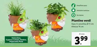 Lidl Piantine verdi offerta