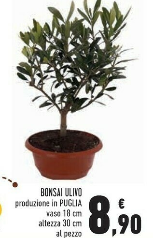 Conad Bonsai Ulivo offerta