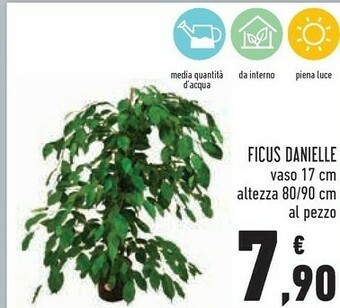 Ficus Danielle