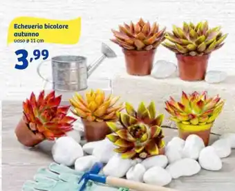 In'S Mercato Echeveria bicolore autunno vaso Ø 11 cm offerta