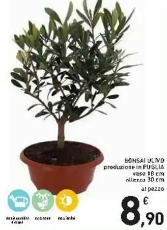 Spazio Conad Bonsai Ulivo offerta
