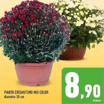 Conad PIANTA CRISANTEMO MIX COLOR diametro 30 cm offerta