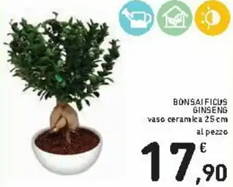 Bonsai Ficus Ginsens 25cm