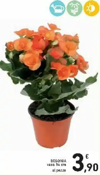 Begonia