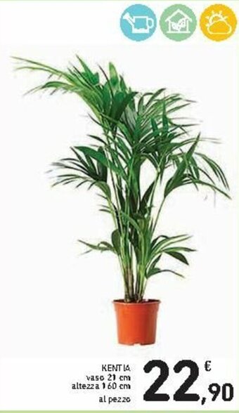Kentia
