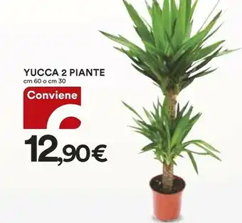 Coop Yucca 2 Piante offerta
