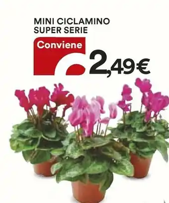 Mini Ciclamino Super Serie