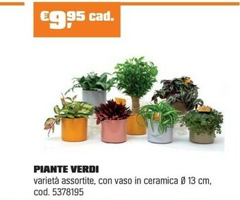 OBI PIANTE VERDI offerta