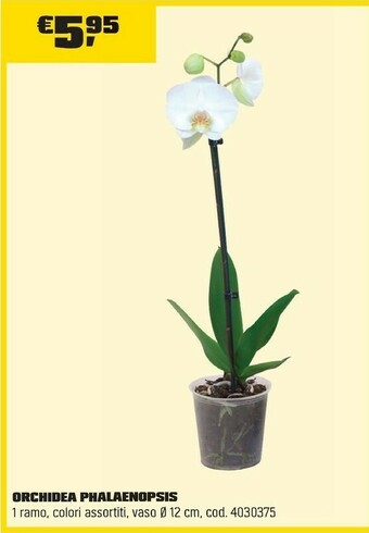 OBI ORCHIDEA PHALAENOPSIS offerta