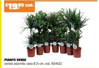 OBI PIANTE VERDI offerta