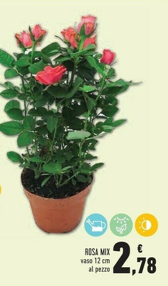 Conad Rosa Mix offerta