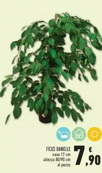 Ficus Danielle