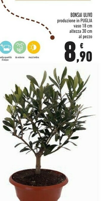 Bonsai Ulivo