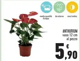 Conad Superstore Anthurium offerta